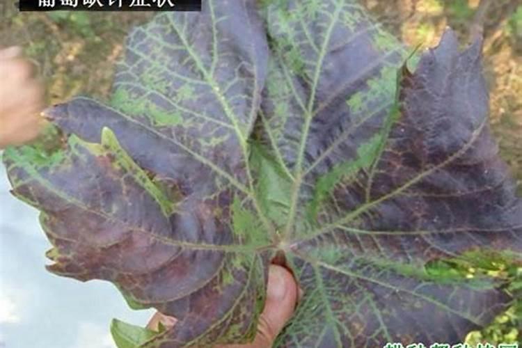 钾对葡萄生长到底有多重要？