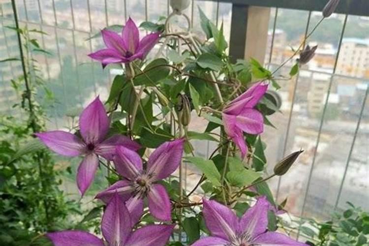 铁线莲花浇什么肥料合适