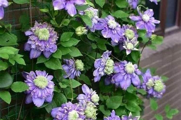 铁线莲花浇什么肥料合适