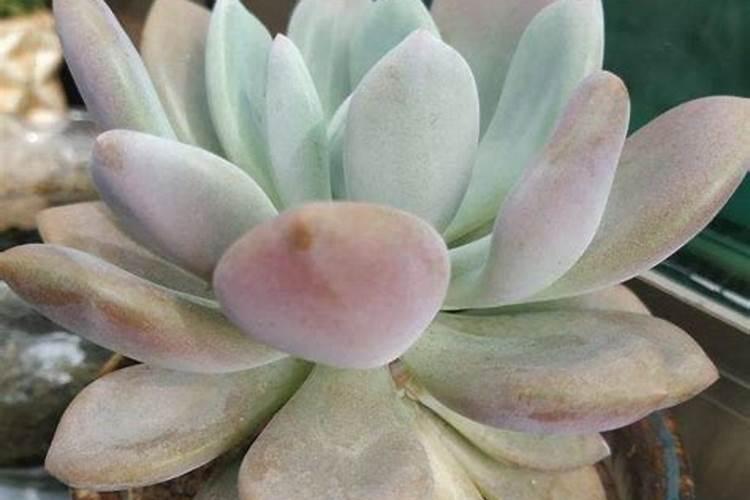 尿素可以浇多肉吗