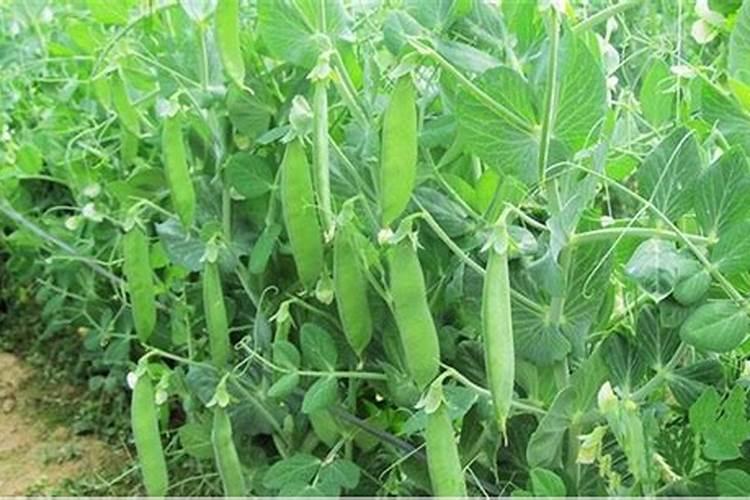 荷兰豆中期不开花荚少,产量降底不知什么问题？