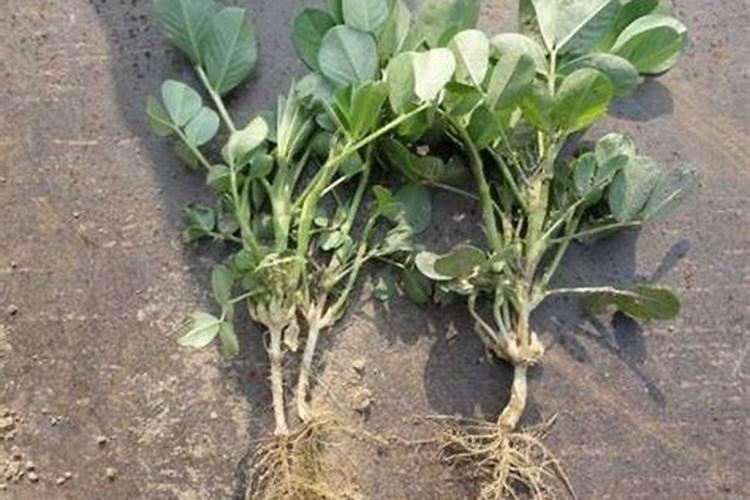 中药材半夏用什么肥料可以生根？中药材半夏壮根肥什么时候施肥？