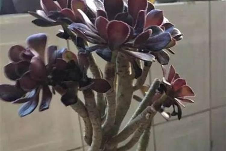 黑法师用什么肥料