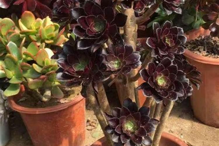 多肉黑法师怎么施肥,4个步骤教你施出美丽的黑法师