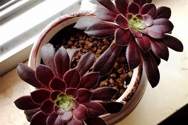 黑法师用什么肥料好