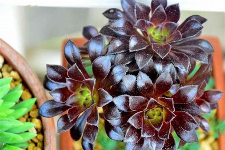 多肉黑法师怎么施肥,4个步骤教你施出美丽的黑法师