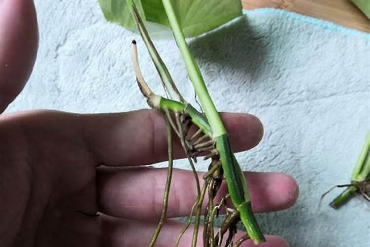 绿萝要施什么肥