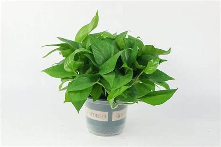 绿萝要施什么肥