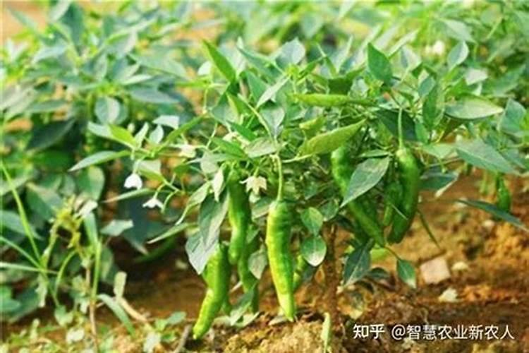 朝天椒盛花期能喷施硼肥和锌肥吗