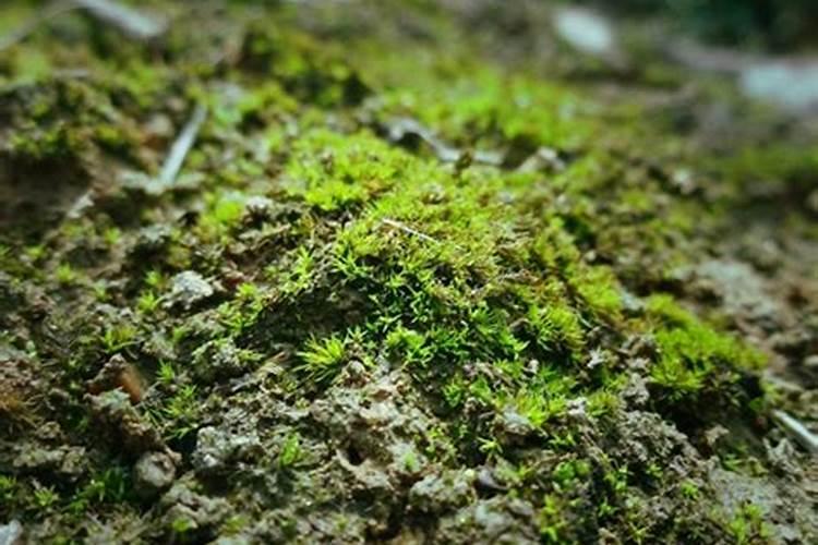 怎样去除地面苔藓？