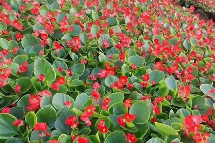 四季秋海棠施什么肥四季海棠开花时用施肥吗