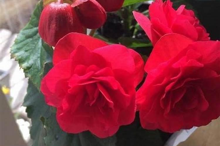 四季海棠盆栽养在阳台上,如何保证一年四季都能开花？