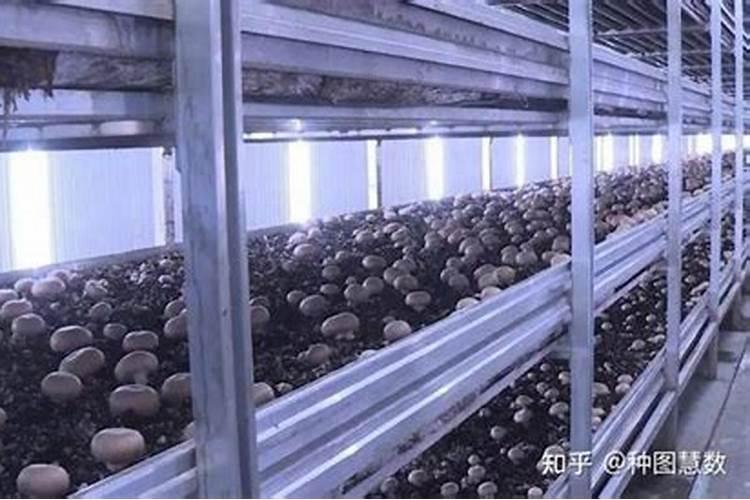 玉米芯平菇第二茬出菇需要多久？