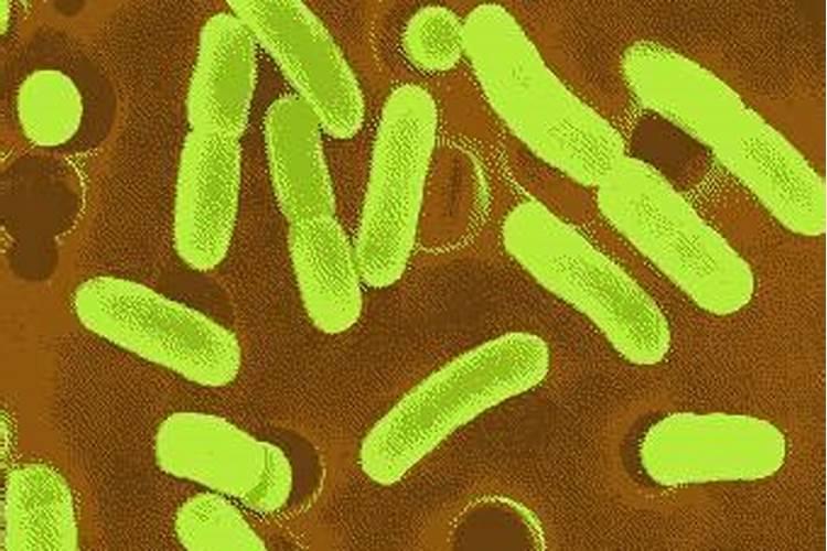 池塘水发黑快速处理方法