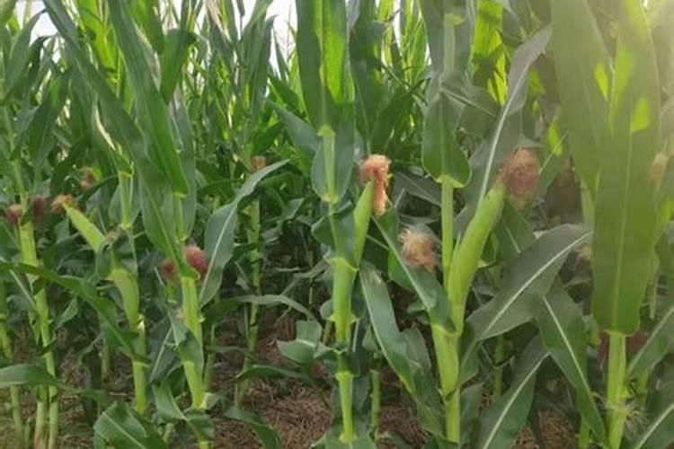 玉米亩产量达到750公斤,需要氮肥,钾肥,磷肥各多少公斤？ 很紧急...