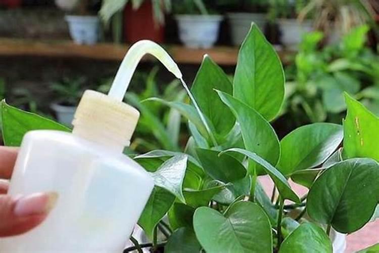 请问高手们:绿萝,龙血树可以施磷酸二铵吗？