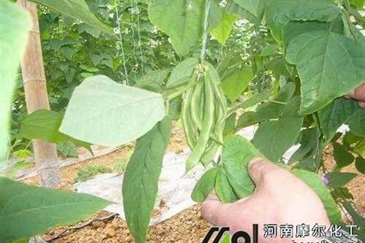 豆角用什么肥料才能多结荚？