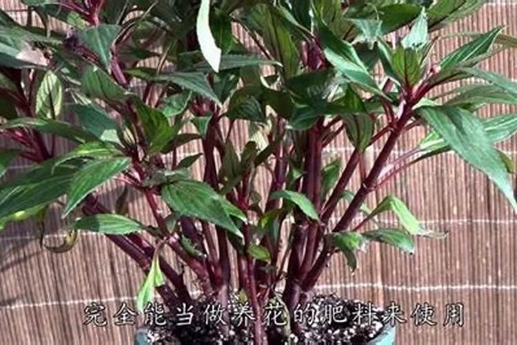 长寿花施什么肥粗壮叶子肥