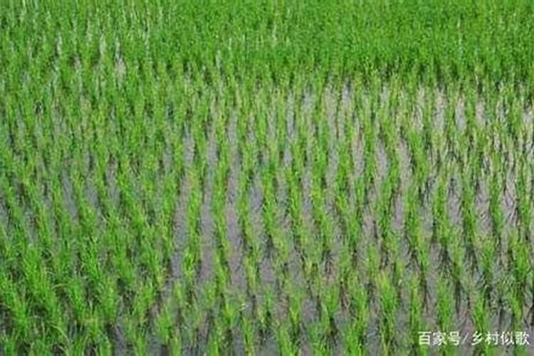 水稻施肥用量多少合适