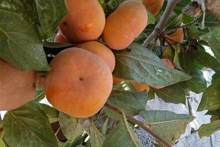 阳丰甜柿还敢种植吗