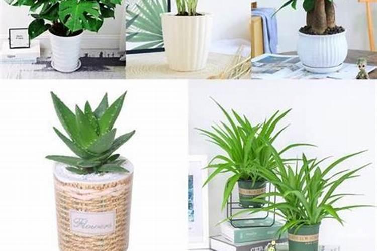 月季花谢了从哪里剪 月季花谢了怎么剪枝