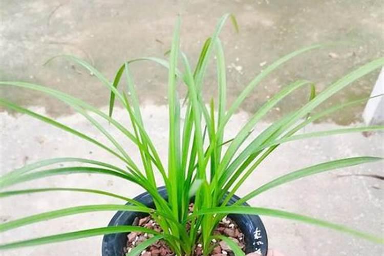 兰草花用什么肥料最好 兰花施什么肥料才能开花