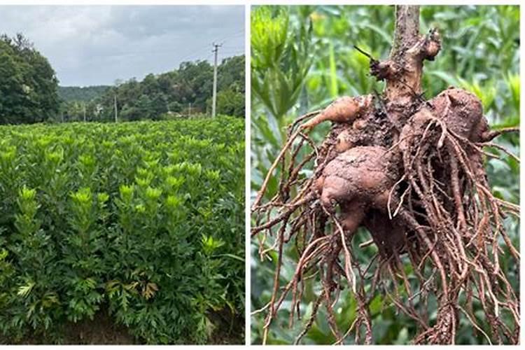 乌药种植多少天能出苗