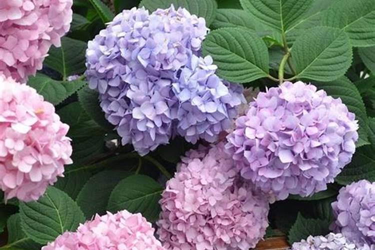 八仙花八月份还能长花包吗？