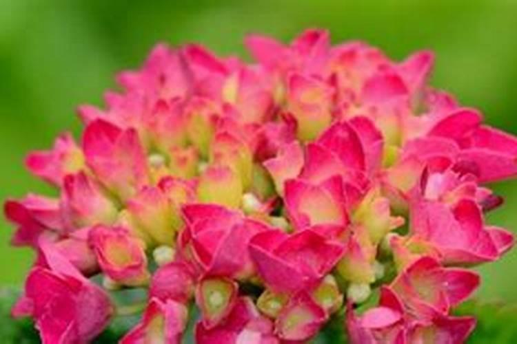 绣球花开花过后养护方法很重要,做好后来年开花更多,如何养呢...