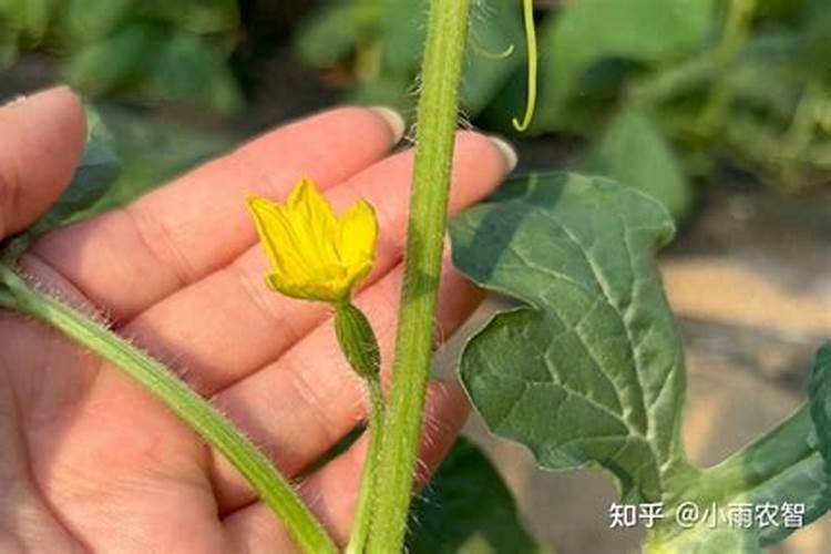 什么叶面肥施加在西瓜苗上好