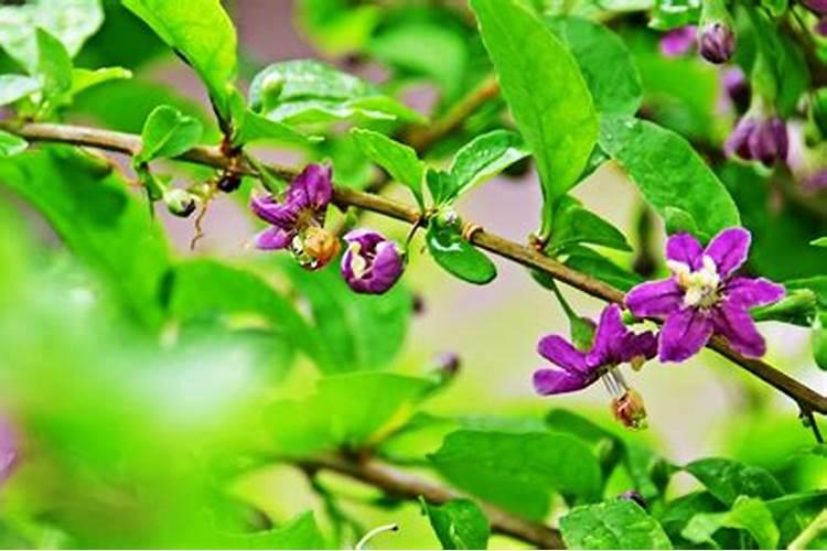 冲施肥的使用方法