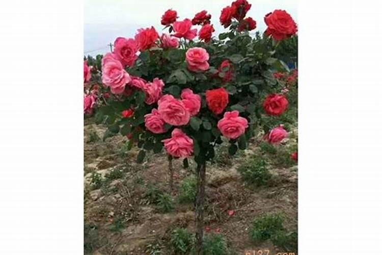 月季开花用什么肥