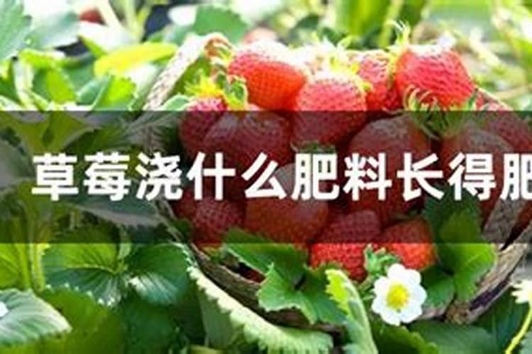 草莓施肥用什么肥料好