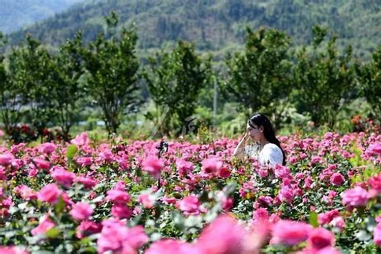 月季花苞期施什么肥 注意事项有哪些