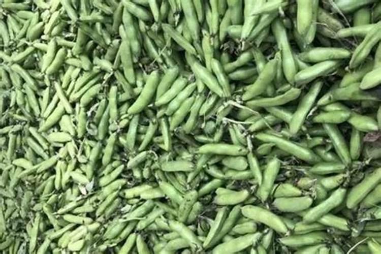 名字好听的植物