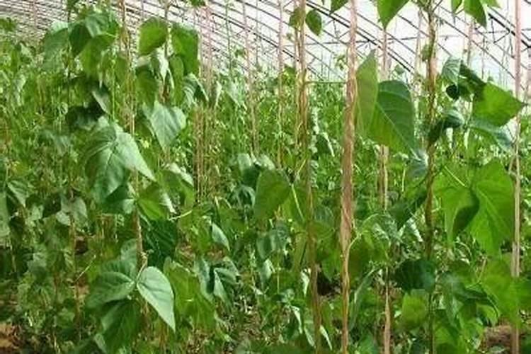 大棚芸豆苗叶子发黄是怎么回事