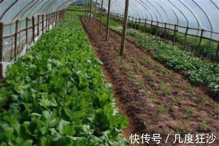 大棚芸豆苗叶子发黄是怎么回事