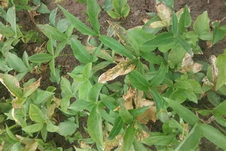 芥菜种时用化肥吗