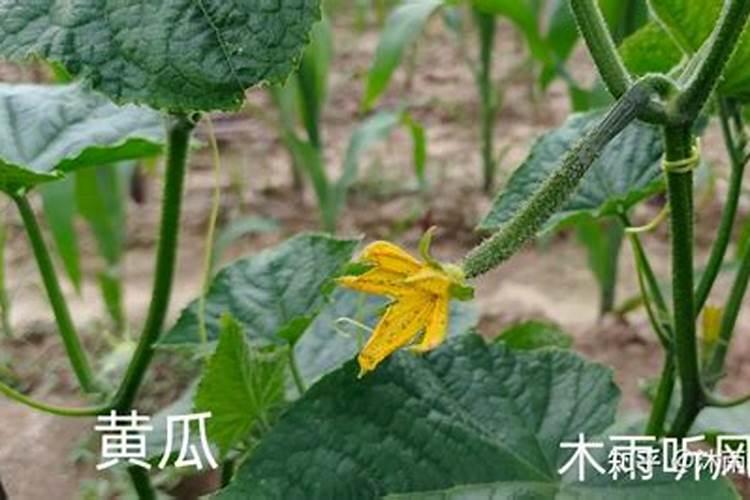 黄瓜点花药加什么叶面肥黑又亮