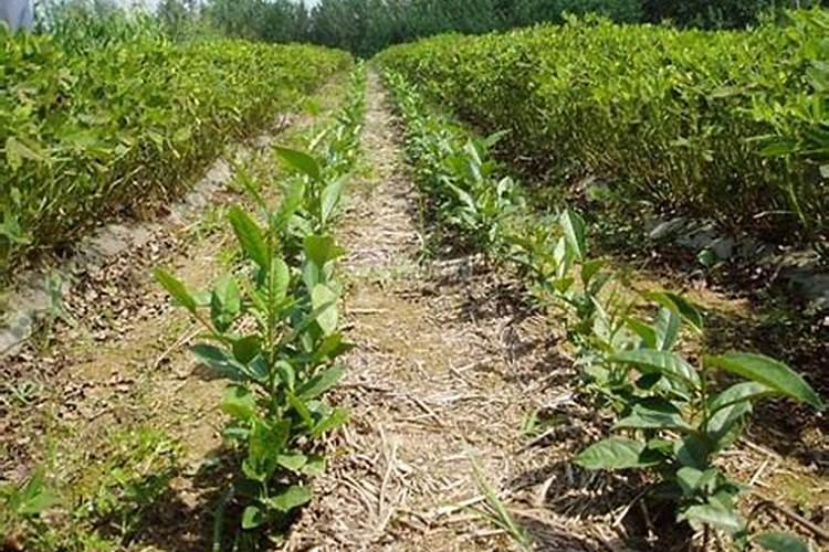 新栽的茶苗应该怎样正确施肥呀