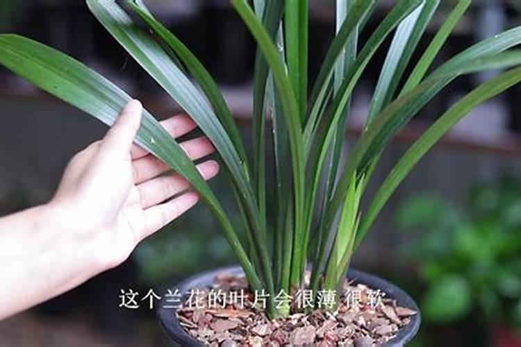 兰花浇什么肥料合适