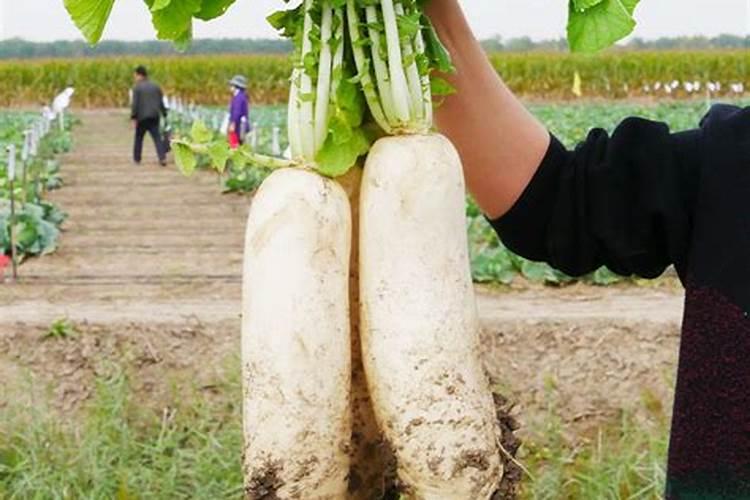 九斤王白萝卜的种植方法