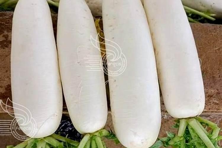 心里美萝卜什么时候种