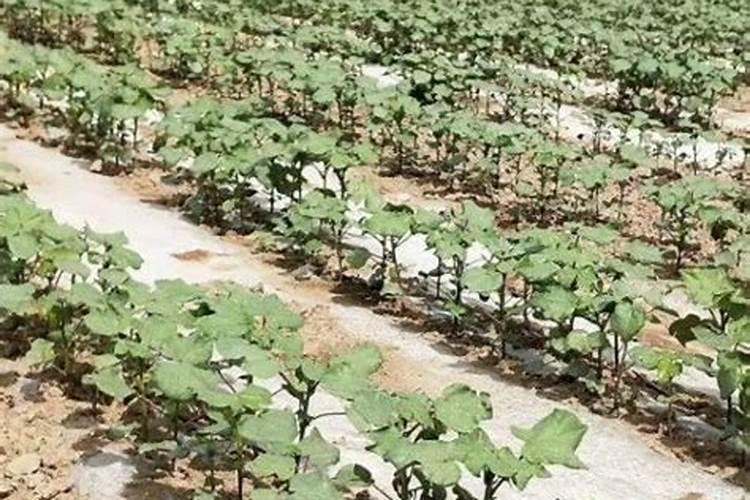 棉花地浇水在哪个时段加肥料合适？