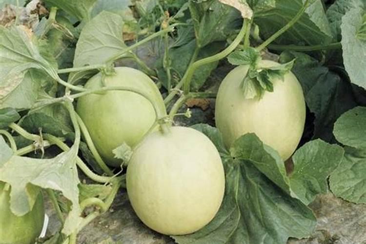 施什么肥能使植物的根、茎粗壮,叶片增厚,变得很有硬度