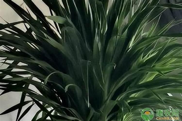 龙血树怎么养叶子才挺