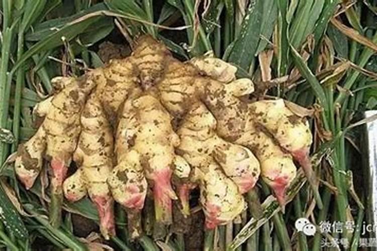 大姜为什么会得烂心病？种生姜用什么肥料合适？