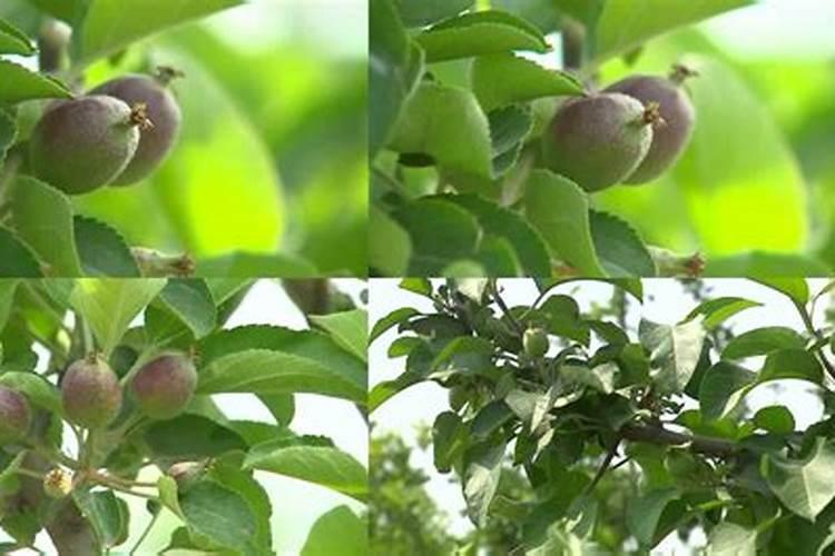 猕猴桃幼果膨大期氮磷钾怎么施肥更合理