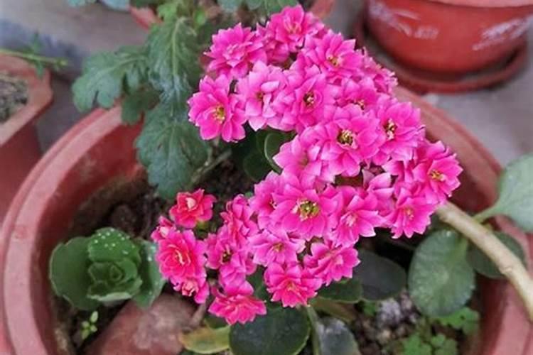 长寿花怎么养护生长旺盛又防虫