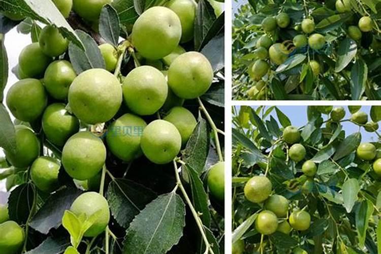 冬枣树今年花开茂盛可不结果,请问需加什么化肥？